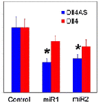 Delta-like 4 mRNA is regulated by adjacent natural antisense transcripts