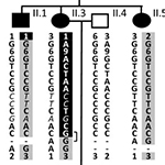 Fine mapping of the hereditary haemorrhagic telangiectasia (HHT)3 locus on chromosome 5 excludes VE-Cadherin-2, Sprouty4 and other interval genes